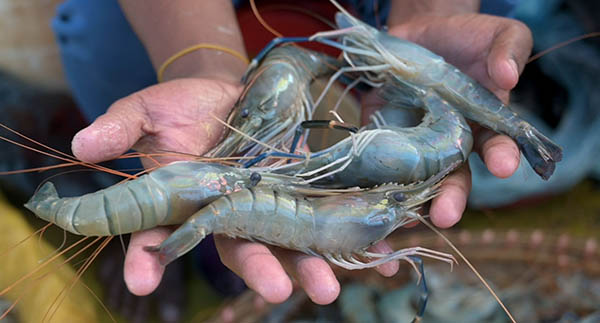 Article image for New digital tools aspire to improve sustainable shrimp production in Bangladesh