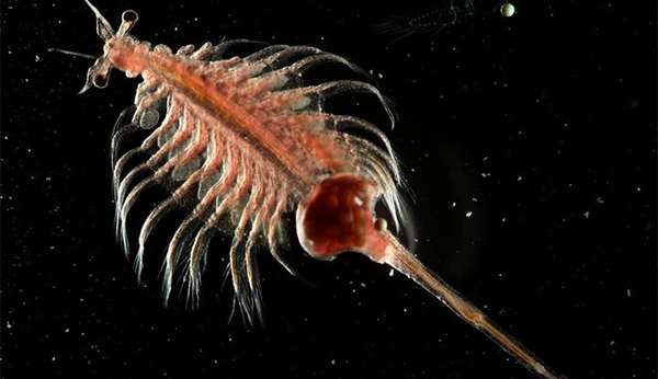 artemia enriquecida con HUFA