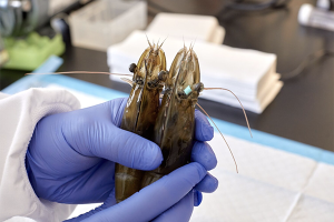 San Diego aquaculture lab opens Shrimp Genetics Innovation Center