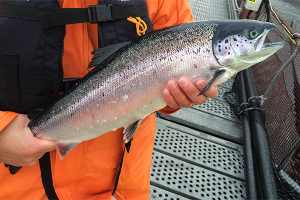 Is Chile’s salmon industry turning the corner on antimicrobials?