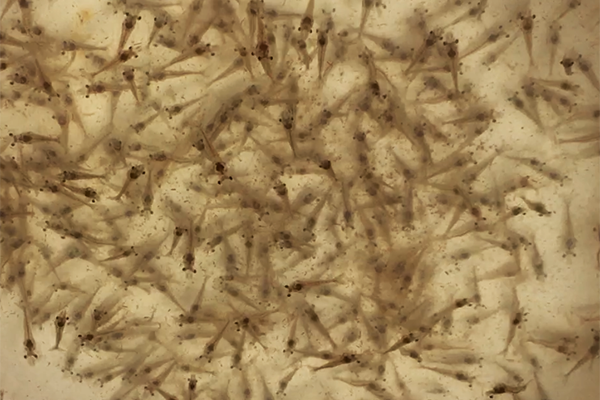 Article image for Efecto de un probiótico microencapsulado sobre el microbioma intestinal del camarón blanco del Pacífico