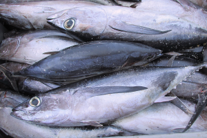 Determining morphological characteristics of three tuna species using machine learning algorithms