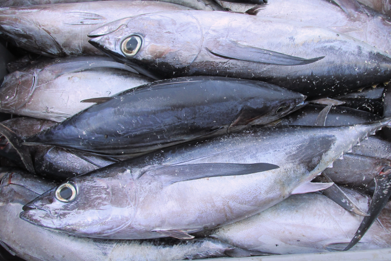 Article image for Determining morphological characteristics of three tuna species using machine learning algorithms