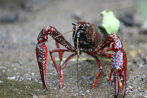 Research sheds light on how the red swamp crayfish infiltrated Japanese waters