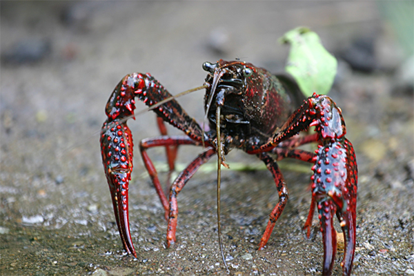 Article image for Research sheds light on how the red swamp crayfish infiltrated Japanese waters