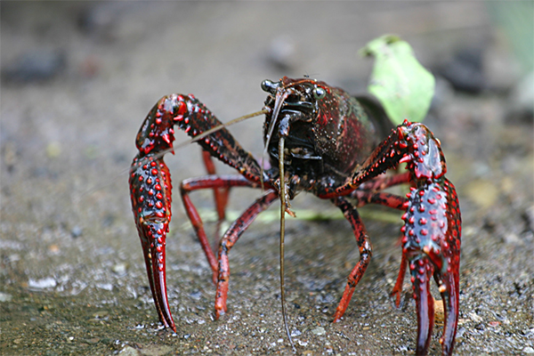 red swamp crayfish