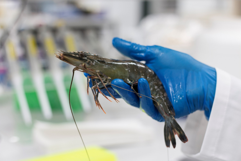 Article image for La Tecnología Genics Shrimp Multipath supera los estándares mundiales para la detección de WSSV