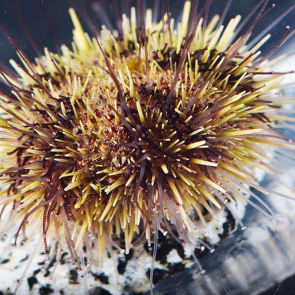 Article image for Sea urchins struggle with their grip due to climate change: study