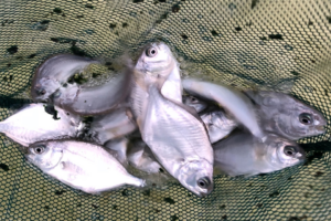 Study quantifies the lysine requirement for Florida pompano on plant-based diets