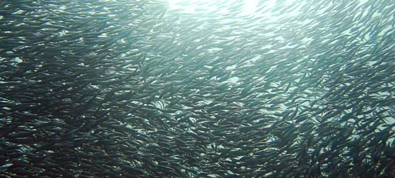 máximo rendimiento de nutrientes