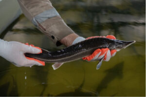 Azerbaijan Fish Farm LLC