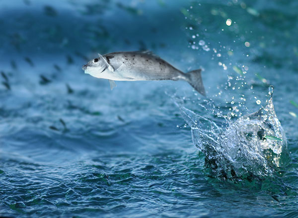 Article image for Some fish species are shrinking. Is global warming to blame?
