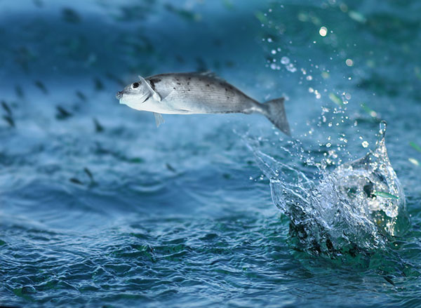 Warming and overfishing could switch the role of fishes in the marine  carbon cycle