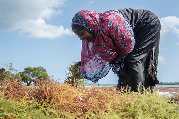 seaweed farming