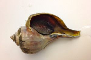Researchers hope new traps and an alternative bait can improve whelk fisheries 