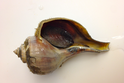 Researchers hope new traps and an alternative bait can improve whelk ...