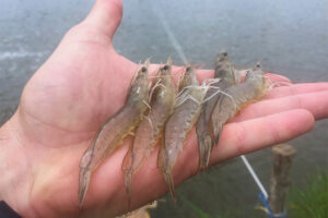 How RNAi-based therapies combat viral shrimp diseases