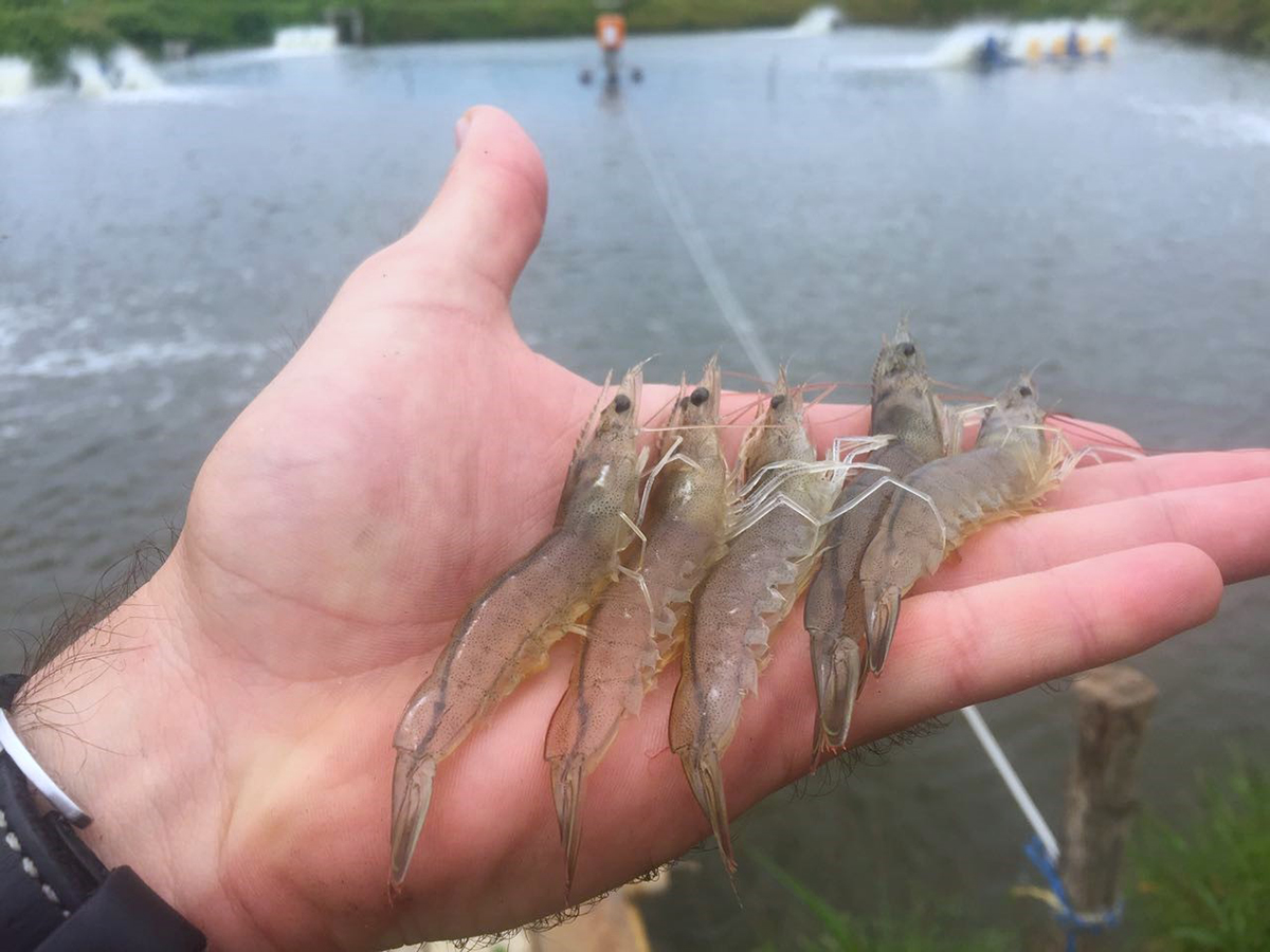 viral shrimp diseases