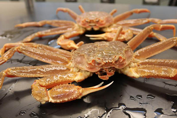 Article image for NOAA confirms link between snow crab decline and marine heatwave