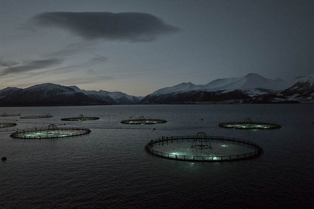 Norges største torskeoppdretter bruker lys for å optimalisere fiskehelse og vekst