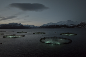 El mayor productor de bacalao de Noruega utiliza la luz para lograr una salud y un crecimiento óptimos de los peces