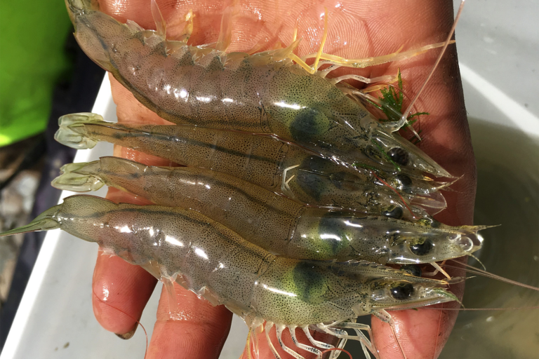Article image for Annual farmed shrimp production survey: A slight decrease in production reduction in 2023 with hopes for renewed growth in 2024