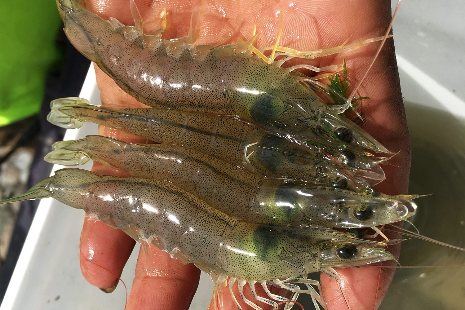 shrimp production