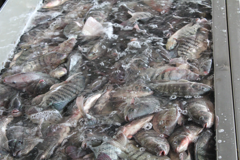 Article image for Is the regulation of fish welfare based on scientifically validated criteria?