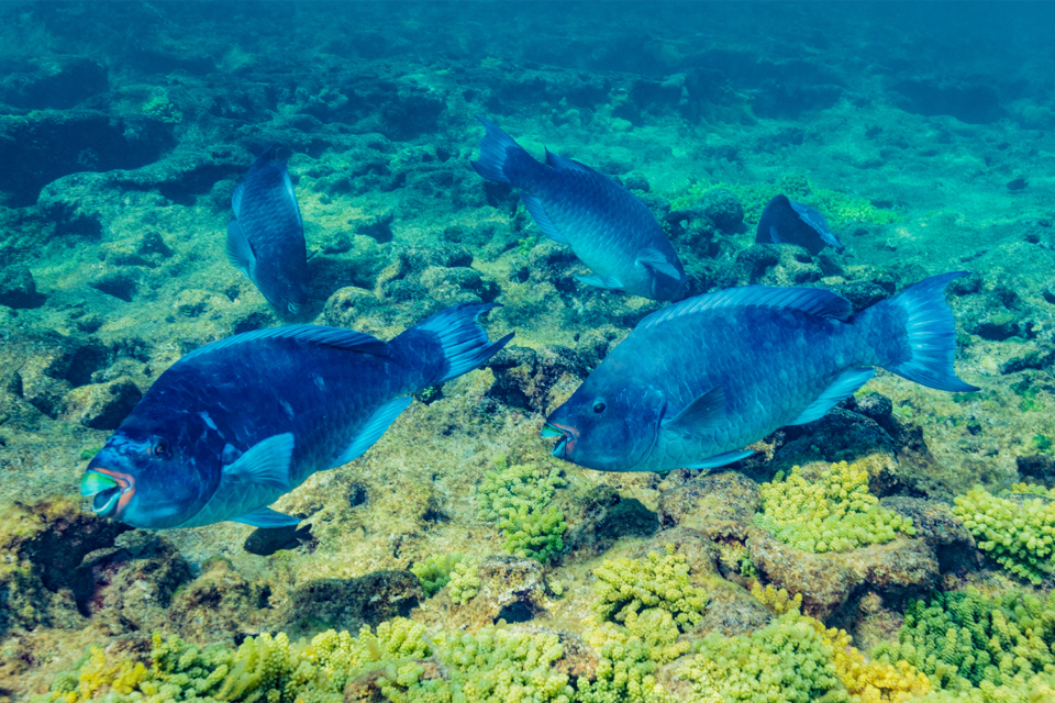 An inverted management strategy allowing limited fishing of endangered ...