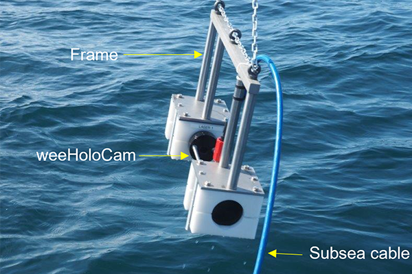 Article image for Could holographic cameras and AI technology lead to an early warning system for sea lice in the ocean?