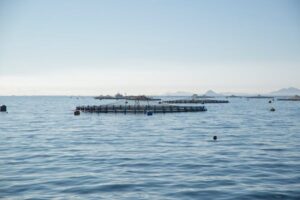 Study: Aquaculture sector needs more effective governance to be sustainable