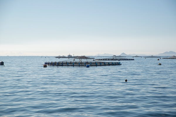Article image for Study: Aquaculture sector needs more effective governance to be sustainable