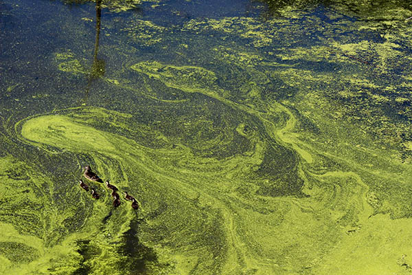 toxic algae