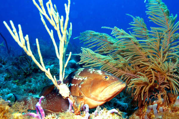 ¿Qué especies de peces del Golfo de México y del Atlántico Sur son más vulnerables al cambio climático?