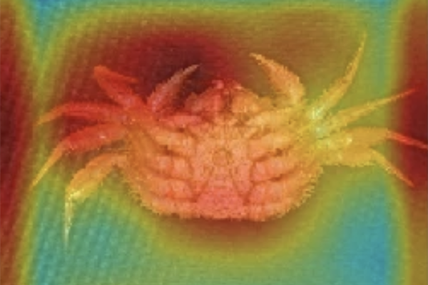 Article image for AI-powered crab gender identification could improve fishery management and conservation