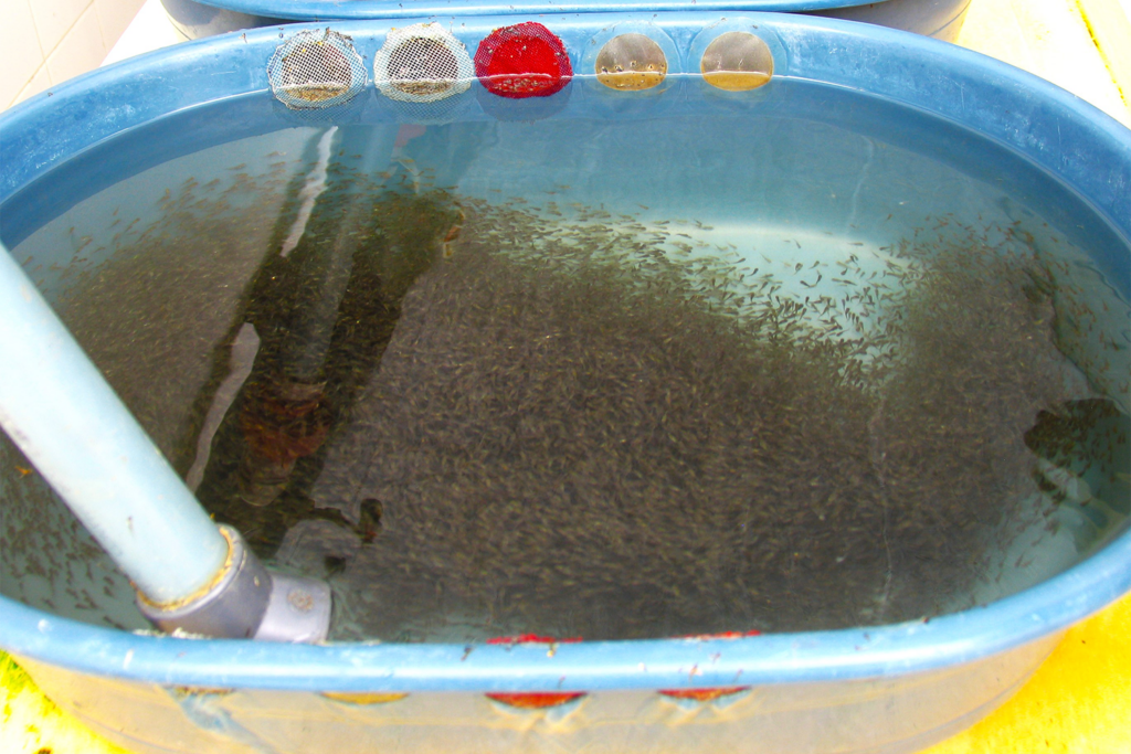 Effect of low dietary protein and nutritional programming in Nile