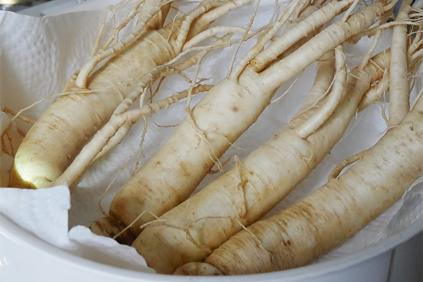 Article image for Effect of Chinese ginseng water extract on immune responses and digestive enzymes in Pacific white shrimp