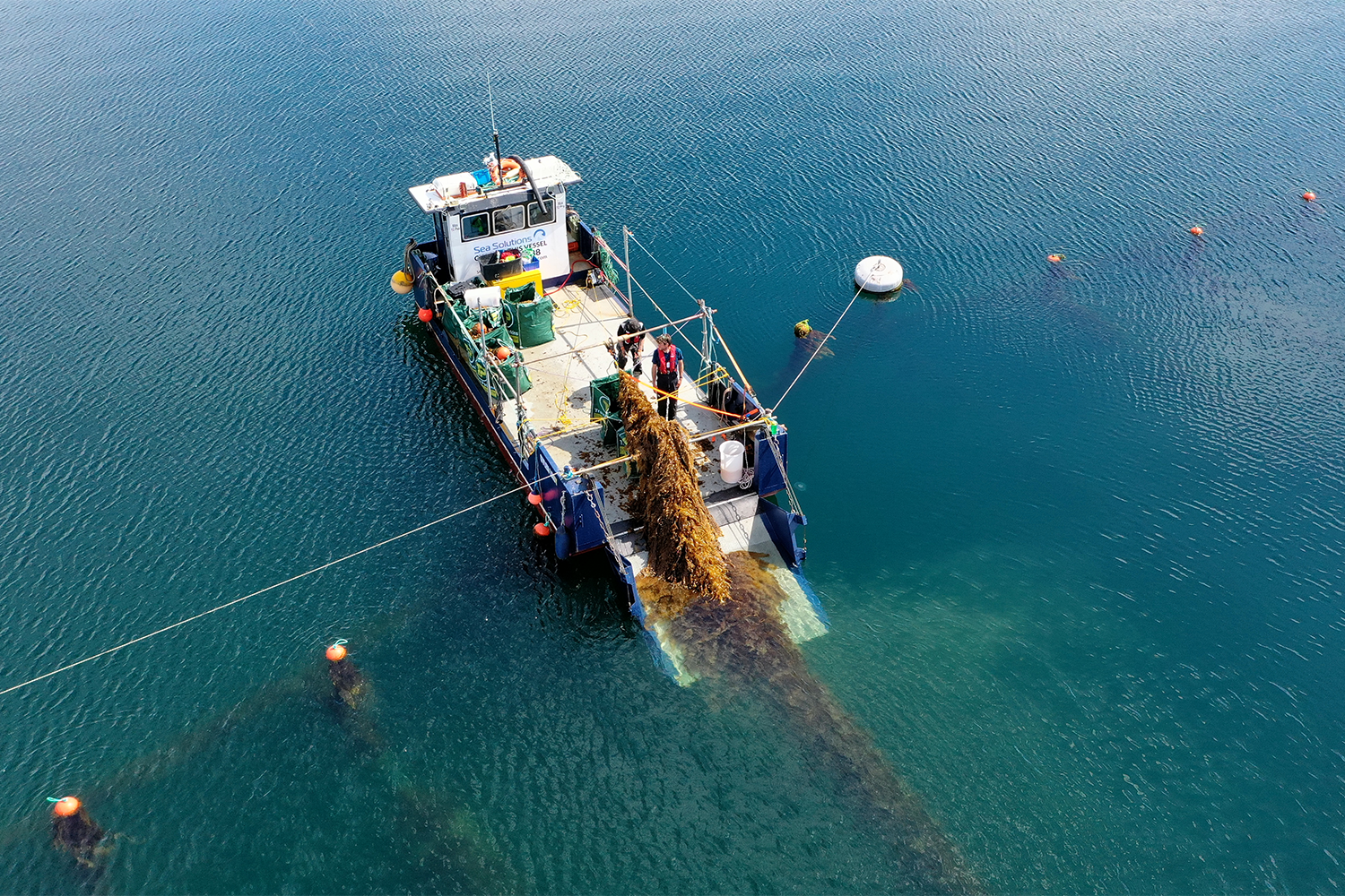 seaweed farming