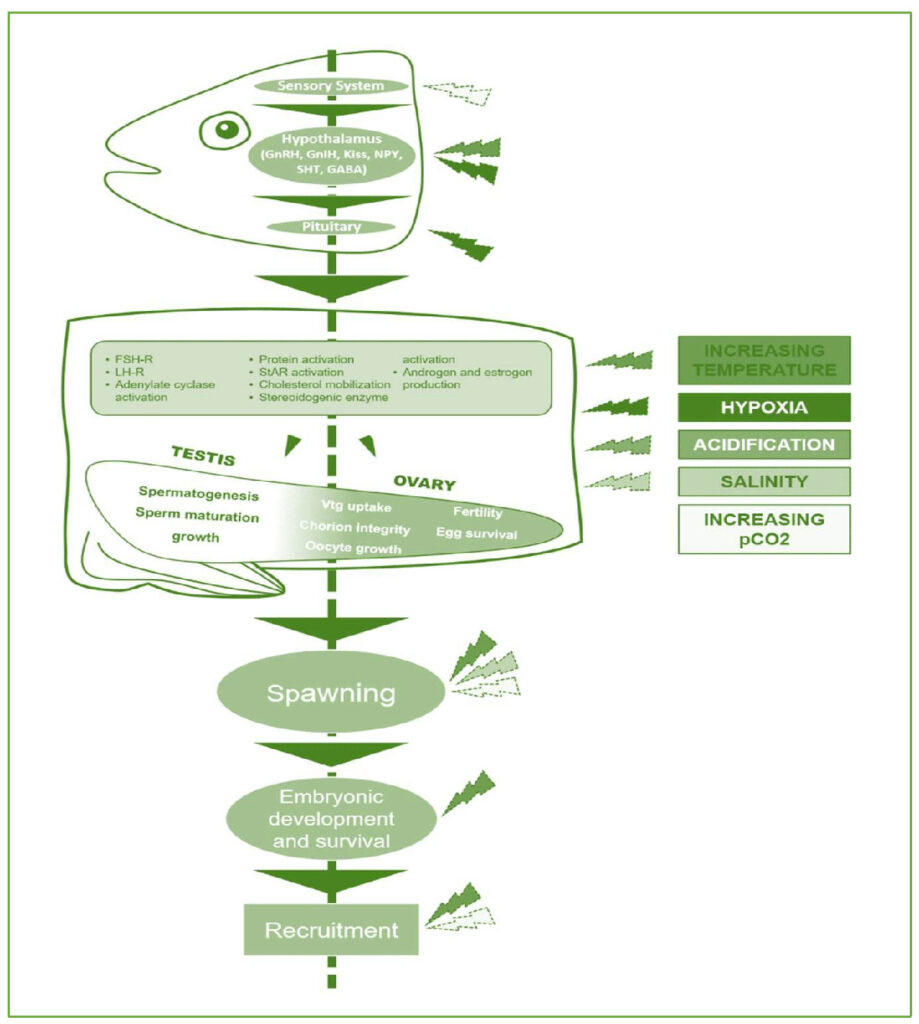 Climate change and reproductive biocomplexity in fishes: Management ...