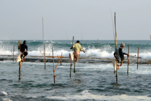 Small-scale marine fisheries and the global nutrient supply