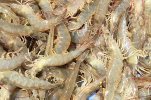 Minutes, not days: Partnership takes aim at rapid tests for shrimp diseases