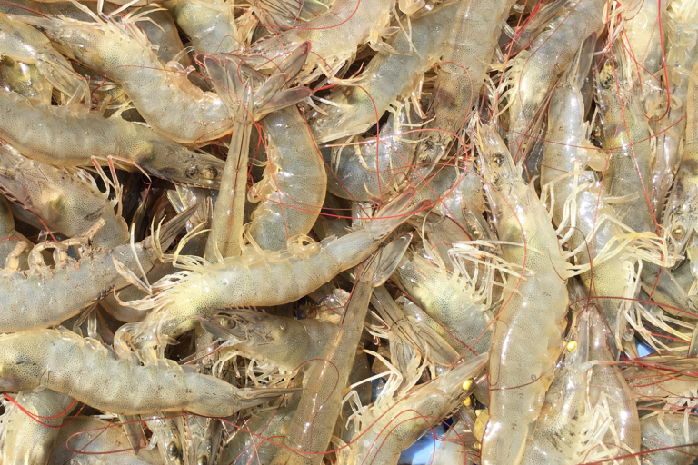 Article image for Minutes, not days: Partnership takes aim at rapid tests for shrimp diseases
