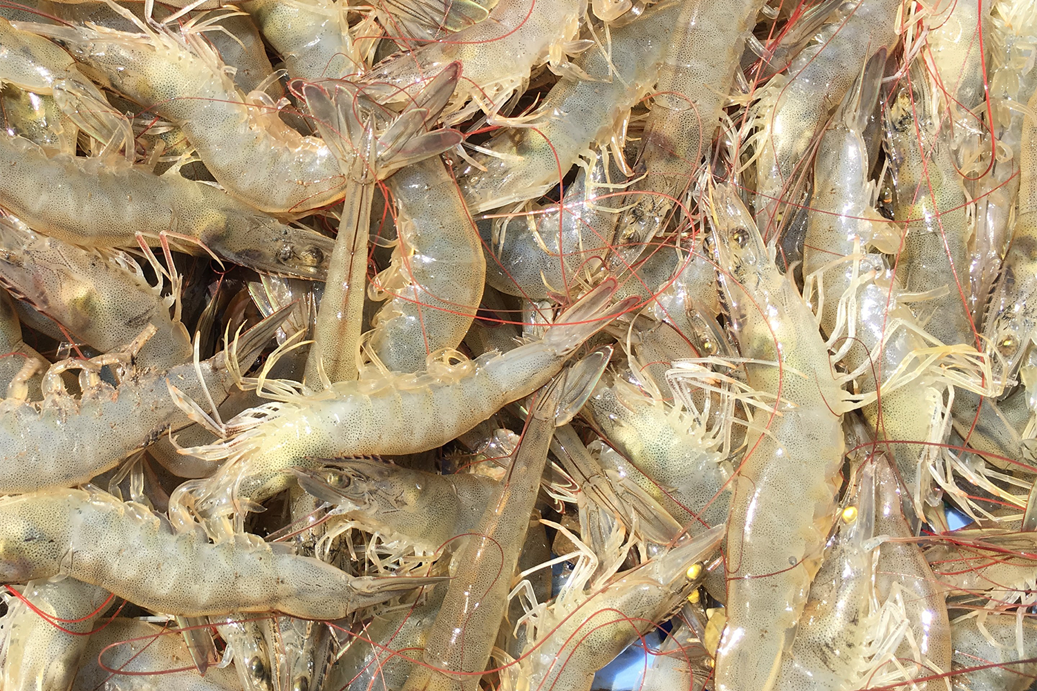 shrimp diseases