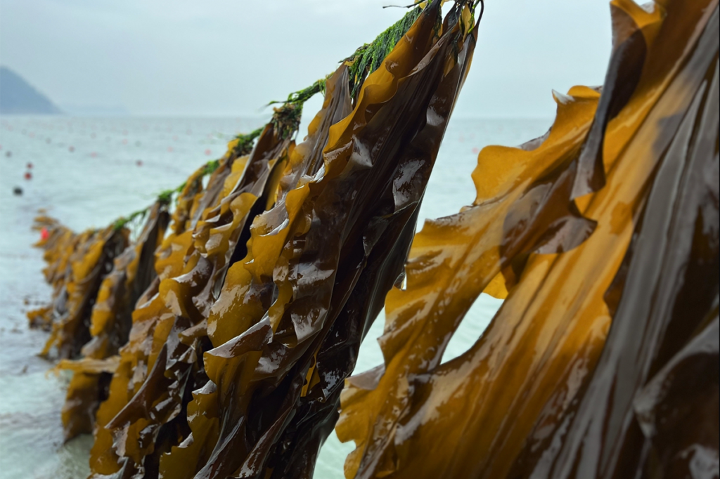 Article image for Playing favorites: How selective breeding can grow the seaweed sector