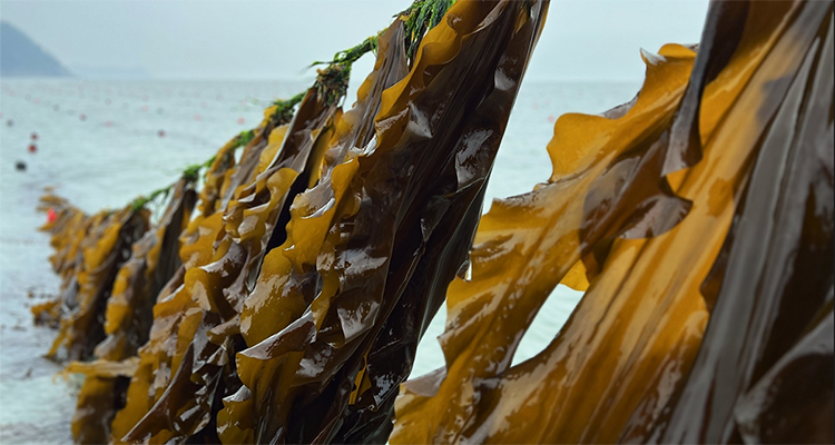 Image for article: Playing favorites: How selective breeding can grow the seaweed sector