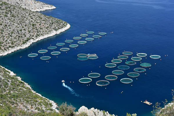 Article image for Court of auditors says EU aquaculture production is ‘stagnating’ despite billions in funding