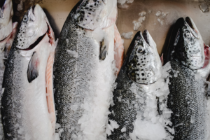 After a turbulent 2023, 'signs of optimism' ahead for global seafood production