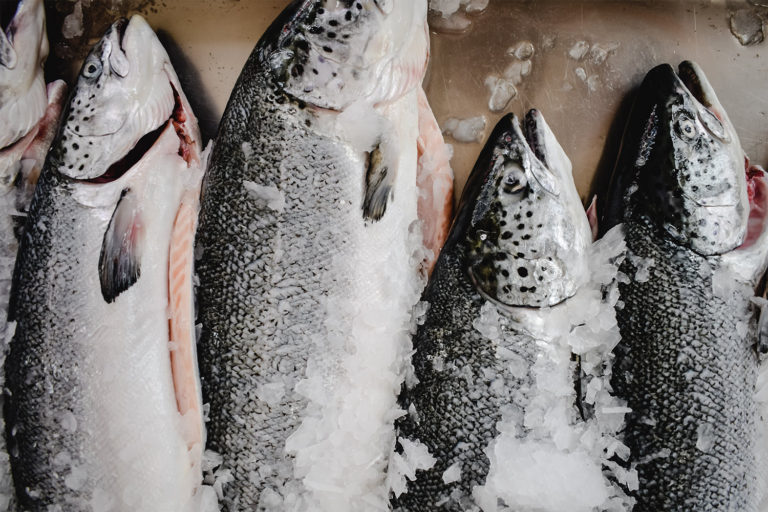 Article image for Después de un 2023 turbulento, se avecinan “signos de optimismo” para la producción mundial de productos pesqueros