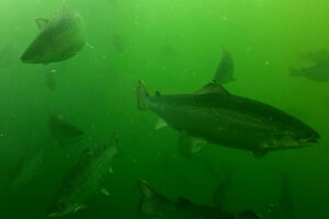 Study finds no link between salmon farms and harmful algal blooms