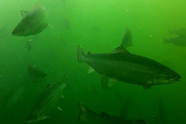 Article image for Study finds no link between salmon farms and harmful algal blooms